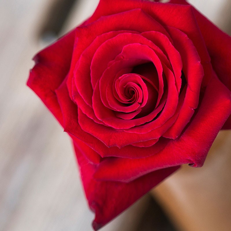 Красная роза - любителям странного.
